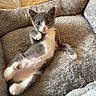 kitten, cat, gray_cat, white_cat, pet_bed, fluffy, indoor, cute, young_cat, paw, fur, animal, resting, looking, playful, cozy, carpet, small, domestic_cat, feline