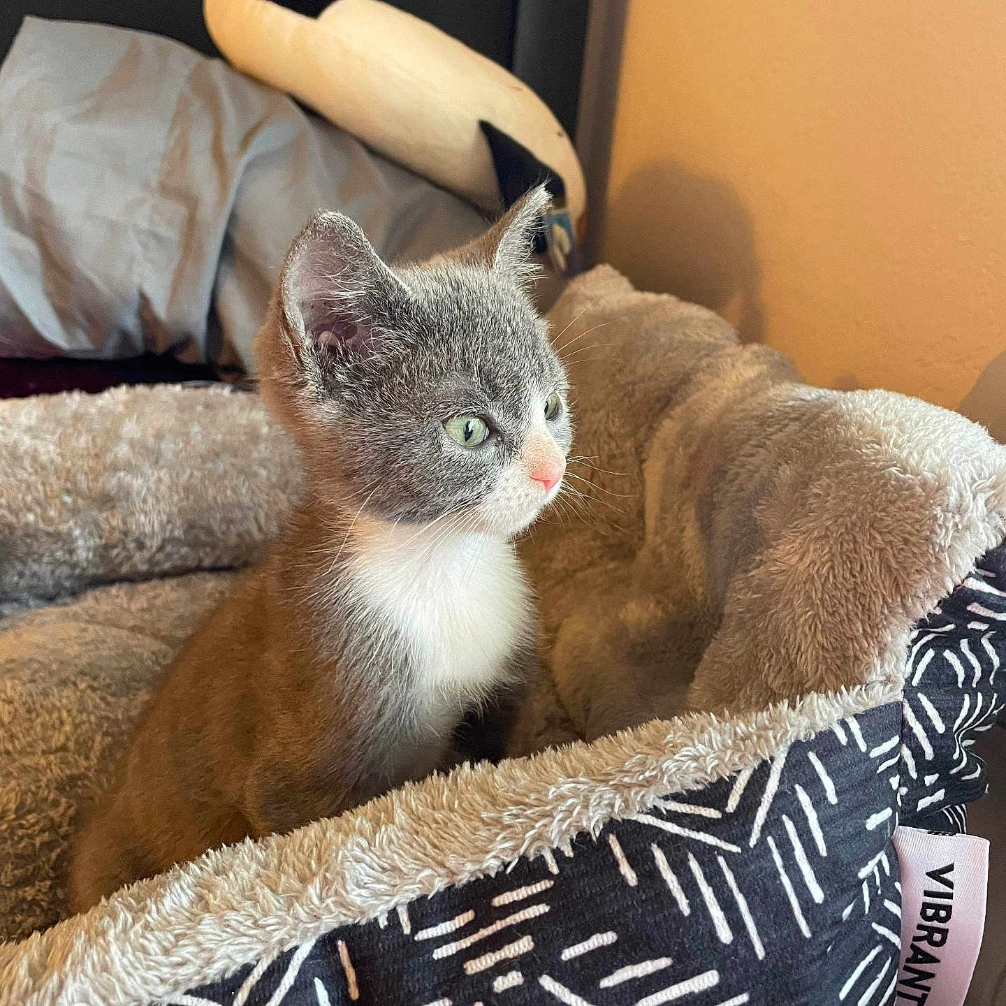 Karma is registered to the contest to win money with this photo: animal, bed, cat, cozy, curious, cute, furniture, gray_fur, green_eyes, home, indoor, kitten, pet, pillow, plush, sitting, soft_texture, stuffed_toy, white_fur, young_animal