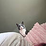 Karma is registered to the contest to win money with this photo: cat, gray_and_white, curious, blanket, pink_blanket, person, pink_hair, white_shirt, indoor, cozy, resting, pet, fur, animal, looking, face, head, soft_texture, bedroom, relaxing