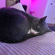 Karma is registered to the contest to win money with this photo: cat, gray_cat, white_cat, sleeping, curled_up, cushion, indoor, purple_lighting, soft_light, furniture, cozy, pet, resting, fur, whiskers, domestic_cat, close_up, quiet, relaxed, nap