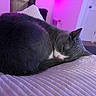 cat, gray_cat, white_cat, sleeping, curled_up, cushion, indoor, purple_lighting, soft_light, furniture, cozy, pet, resting, fur, whiskers, domestic_cat, close_up, quiet, relaxed, nap