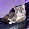 cat, gray_cat, white_cat, pink_nose, pink_collar, leather_chair, indoor, purple_lighting, pet, animal, feline, relaxed, sitting, fur, whiskers, ears, paw, resting, closeup, domestic_animal