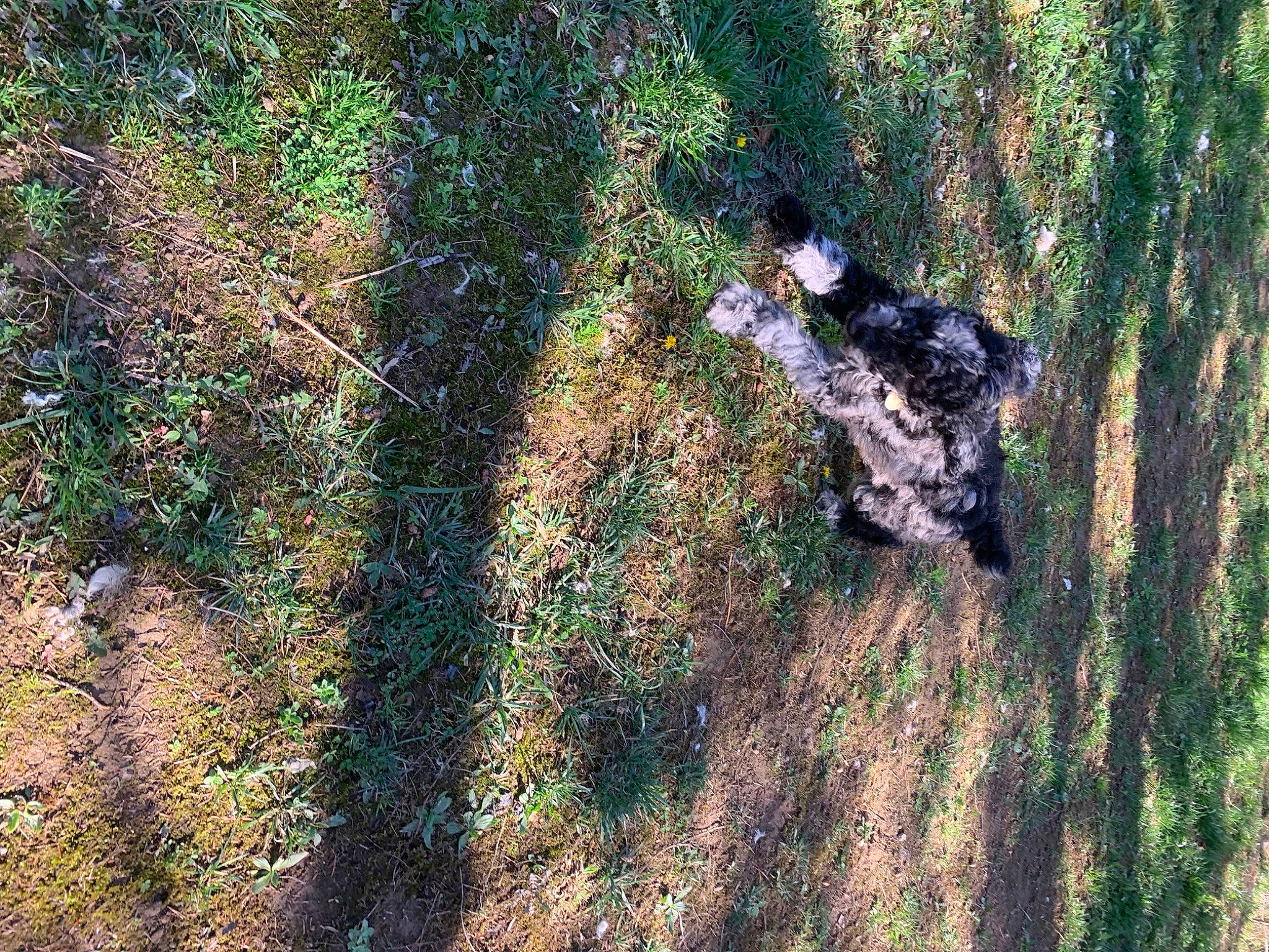 Riley joined the competition — help win amazing prizes! camouflage, canidae, carnivore, dog_breed, forest, grass, grass_family, groundcover, landscape, military_camouflage, people_in_nature, plant, rock, shadow, shrub, soil, sporting_group, tree, trunk, wood