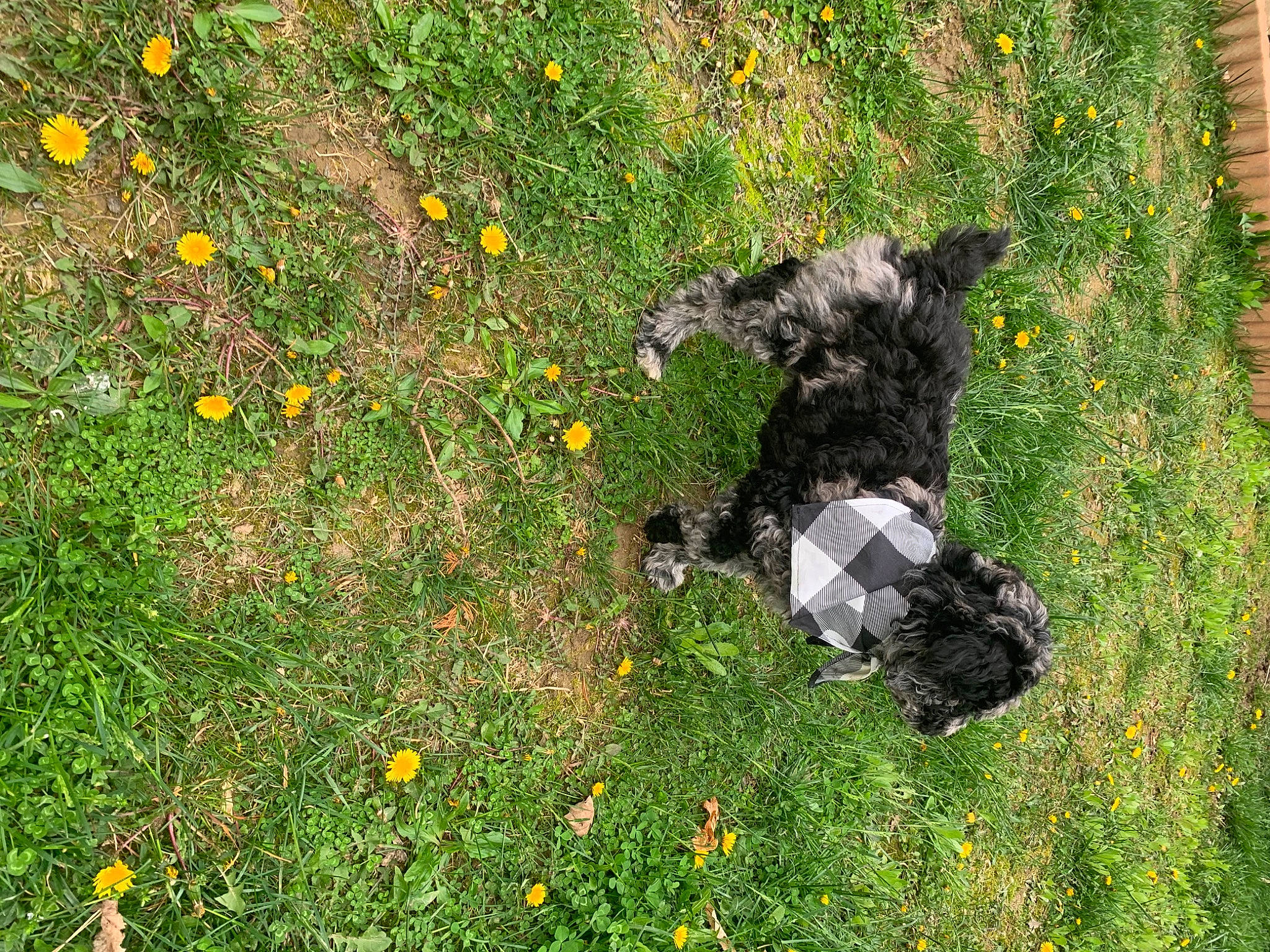 Riley is registered to the contest to win money with this photo: annual_plant, canidae, carnivore, dog_breed, field, flower, flowering_plant, grass, grassland, groundcover, herbaceous_plant, meadow, pasture, people_in_nature, plant, prairie, shrub, soil, sporting_group, tail