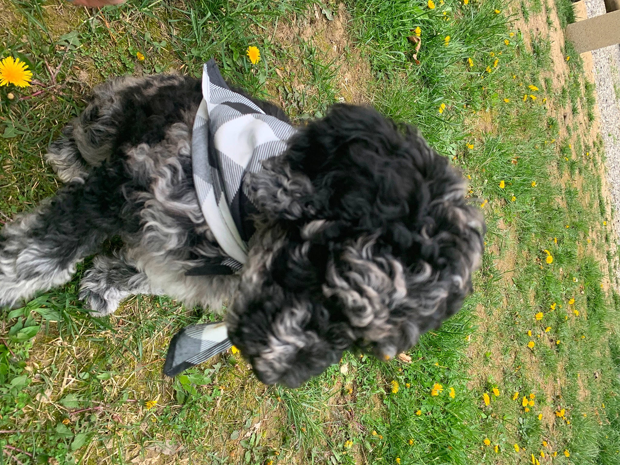 Riley is registered to the contest to win money with this photo: annual_plant, carnivore, companion_dog, dog, dog_breed, flower, fur, garden, grass, grassland, groundcover, liver, plant, shrub, sporting_group, tail, terrier, toy_dog, water_dog, yellow