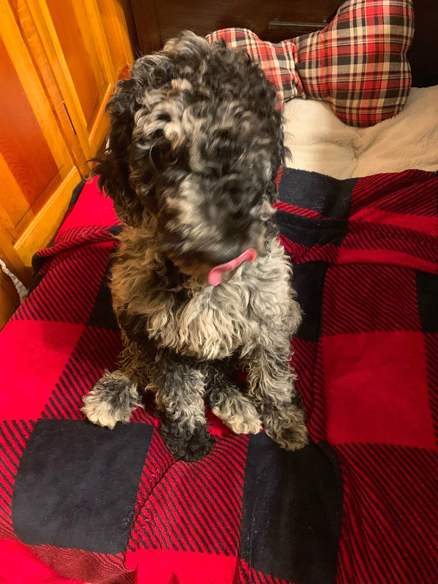 Riley joined the competition — help win amazing prizes! cabinetry, canidae, carnivore, companion_dog, dog, dog_breed, dog_supply, fur, liver, pattern, plaid, schnauzer, small_terrier, sporting_group, tartan, terrier, toy_dog, water_dog, working_animal, yorkipoo