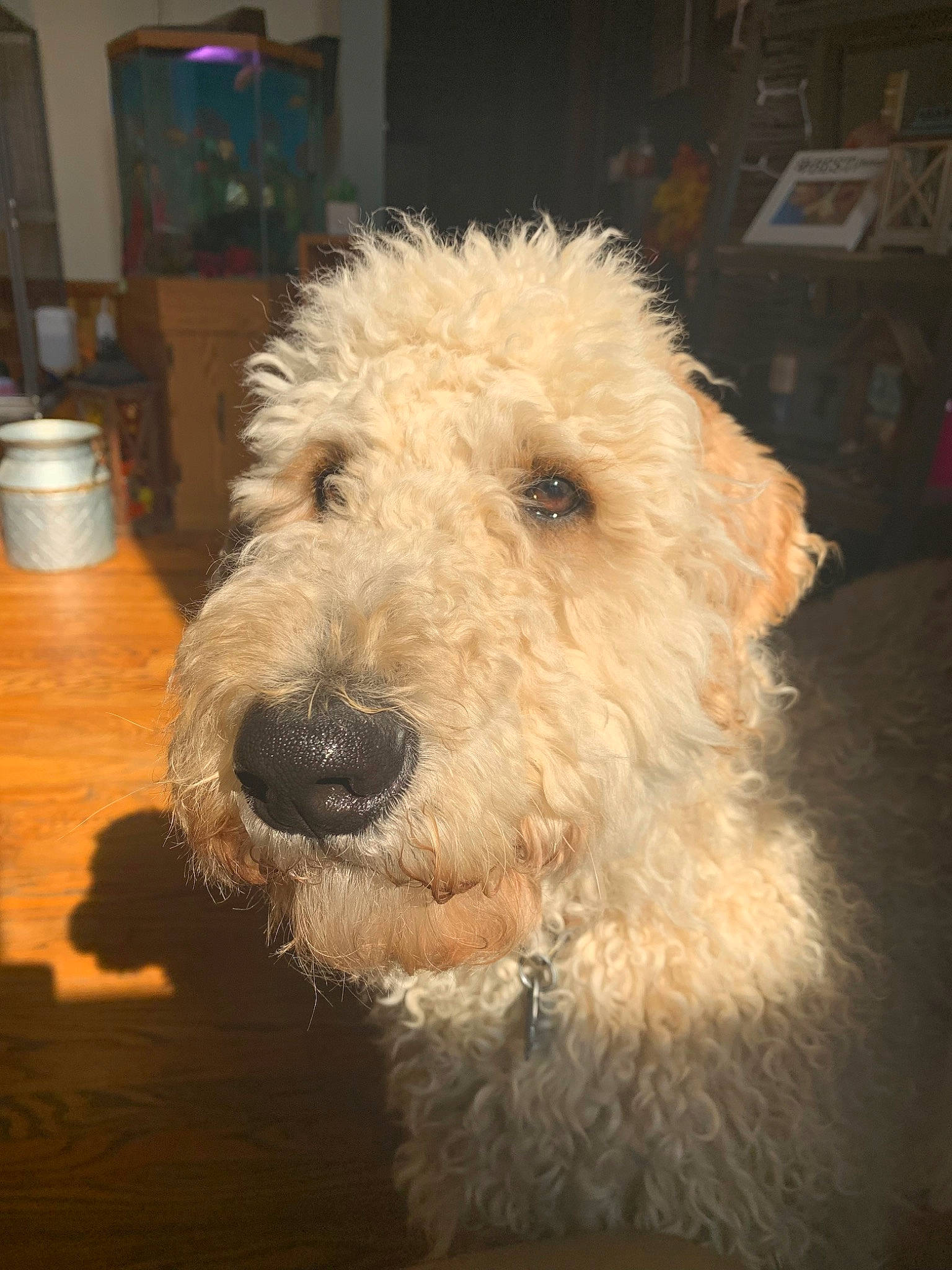 Bourbon is registered to the contest to win money with this photo: canidae, carnivore, companion_dog, dog, dog_breed, flooring, fur, labradoodle, small_terrier, sporting_group, terrier, water_dog, wood, working_animal