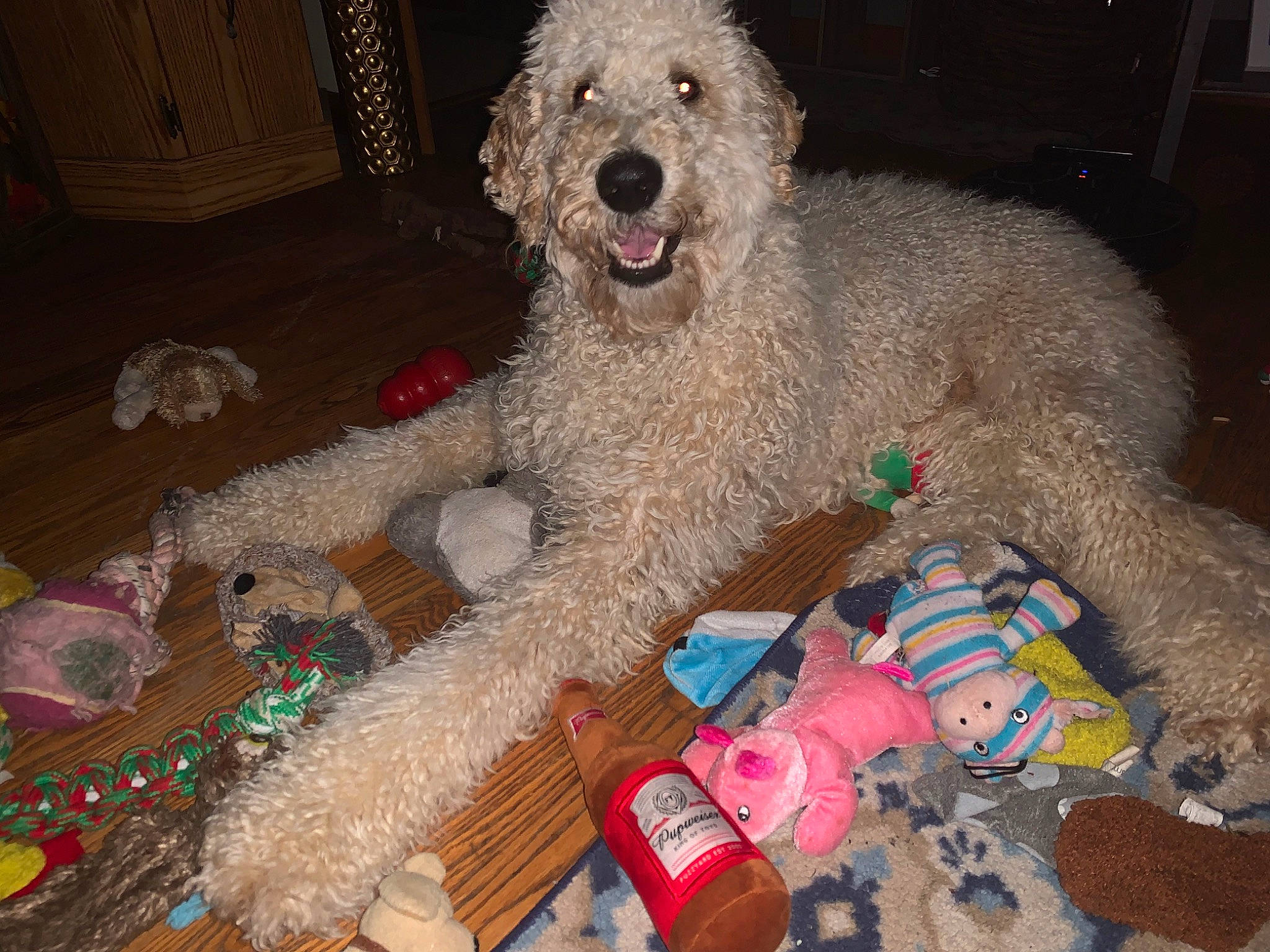 Bourbon joined the competition — help win amazing prizes! canidae, carnivore, companion_dog, dog, dog_breed, dog_clothes, dog_supply, event, fun, fur, hat, holiday, ornament, party_supply, poodle, sporting_group, standard_poodle, stuffed_toy, toy, water_dog