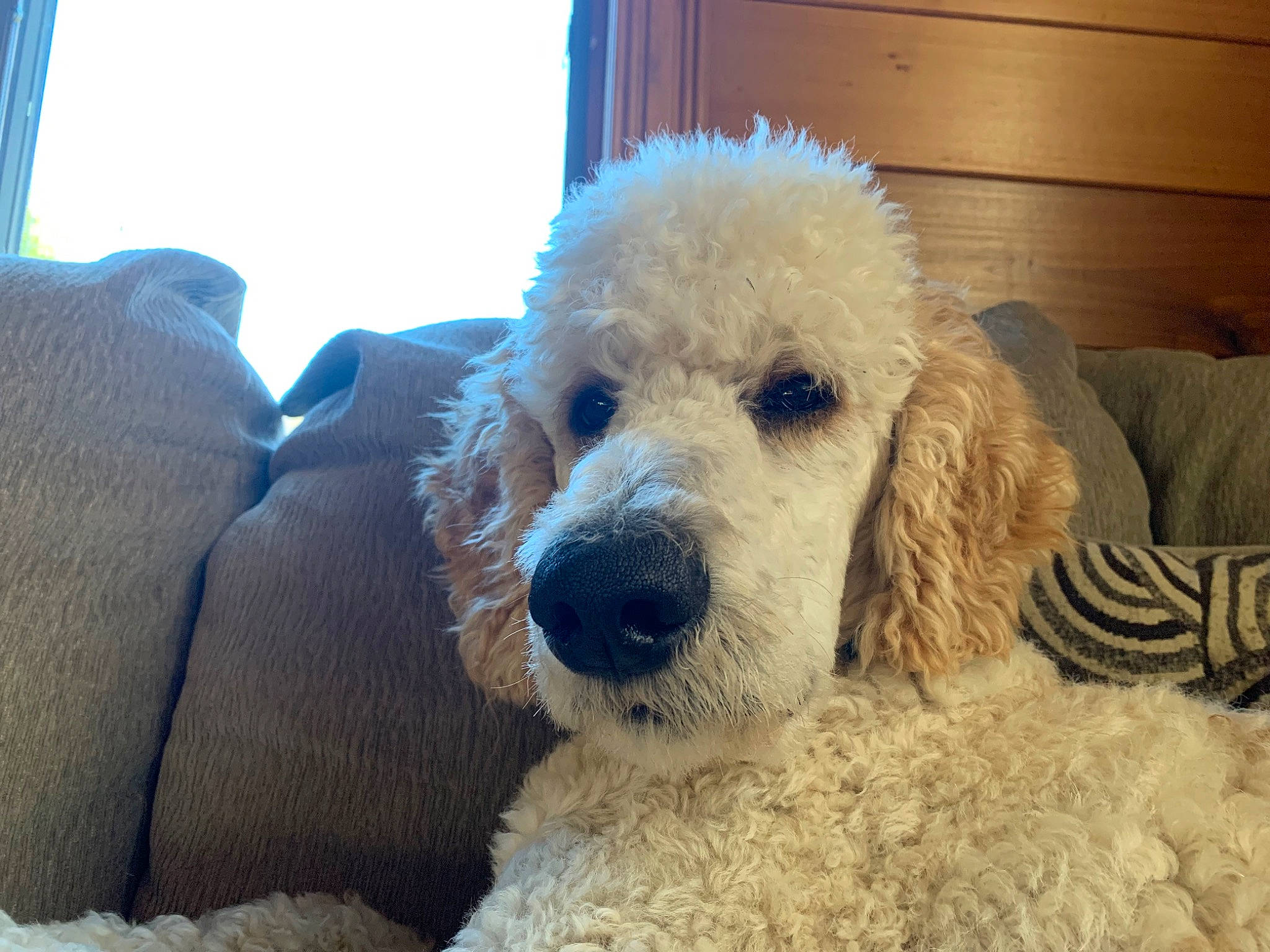 Bourbon is registered to the contest to win money with this photo: cabinetry, canidae, carnivore, cockapoo, comfort, companion_dog, dog, dog_breed, dog_collar, fur, labradoodle, poodle, poodle_crossbreed, snout, sporting_group, standard_poodle, terrier, toy_dog, water_dog, working_animal