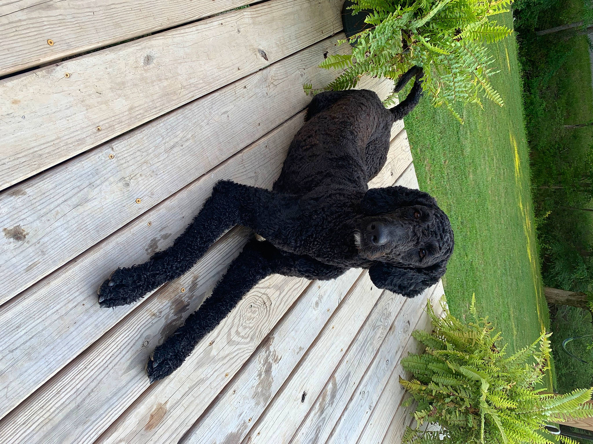 Mia joined the competition — help win amazing prizes! flooring, fur, glove, grass, hardwood, human_leg, lumber, plank, plant, plywood, sculpture, shadow, shrub, tail, terrestrial_animal, tree, trunk, wood, wood_flooring, wood_stain