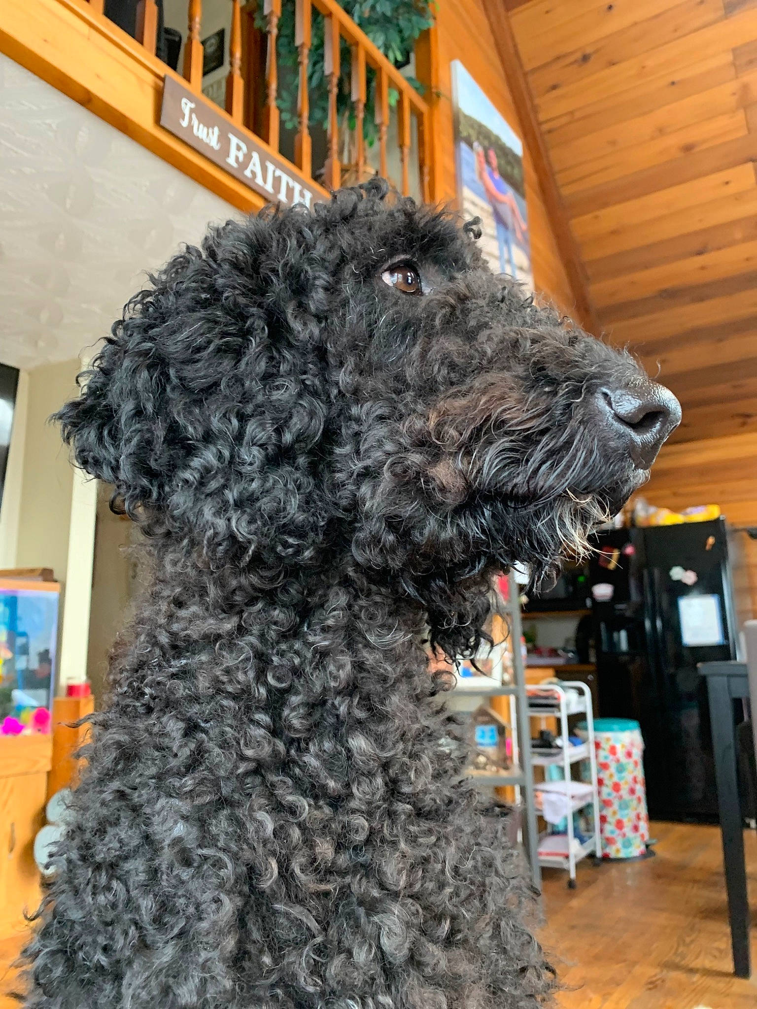 Mia is registered to the contest to win money with this photo: canidae, carnivore, companion_dog, dog, dog_breed, event, fur, giant_dog_breed, non_sporting_group, sporting_group, terrier, toy_dog, water_dog, wood, working_animal, working_dog