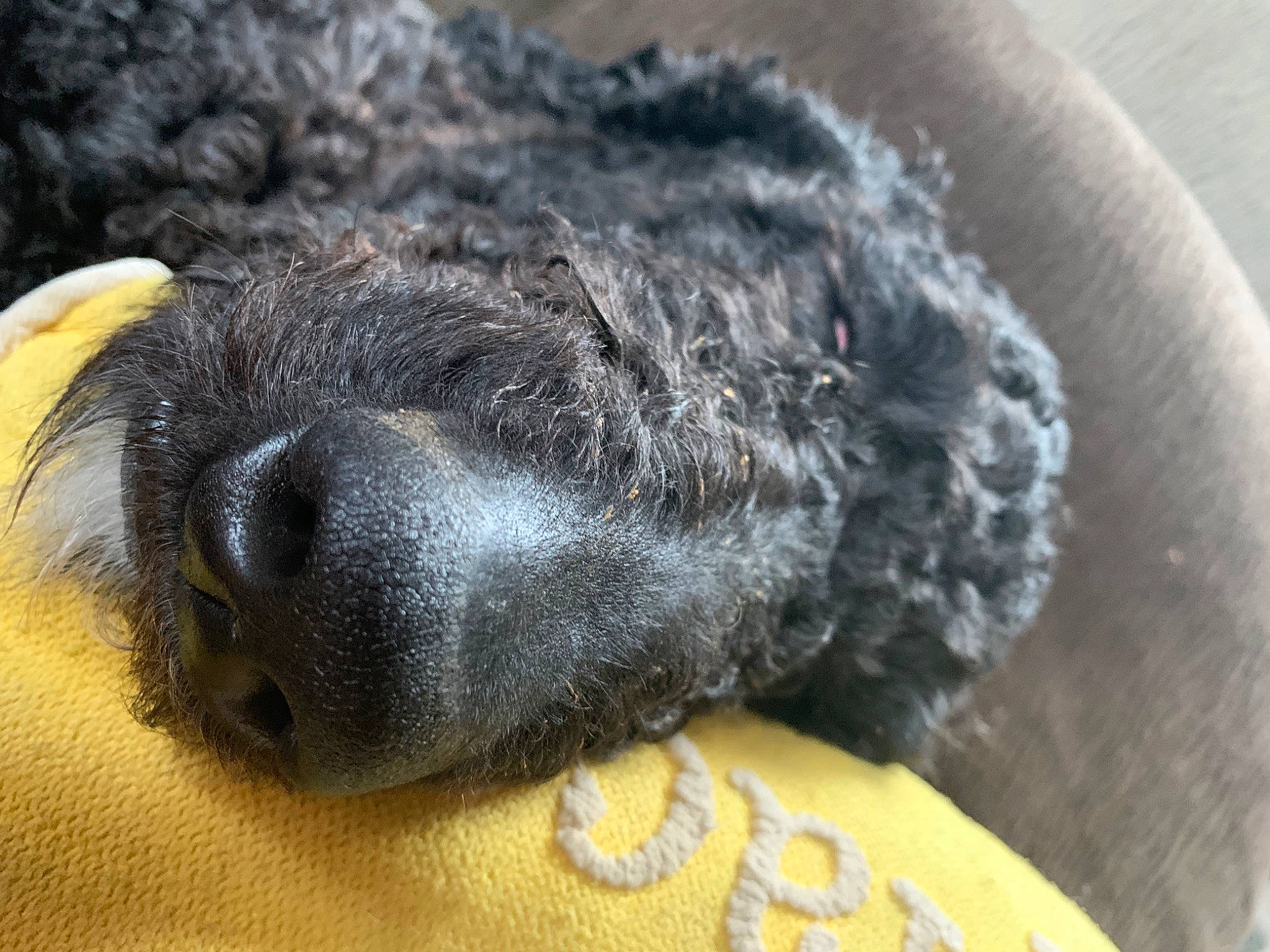 Mia is registered to the contest to win money with this photo: canidae, carnivore, claw, companion_dog, dog, dog_breed, fawn, fur, grey, mammal, non_sporting_group, paw, puppy, snout, sporting_group, terrestrial_animal, vertebrate, whiskers, working_animal