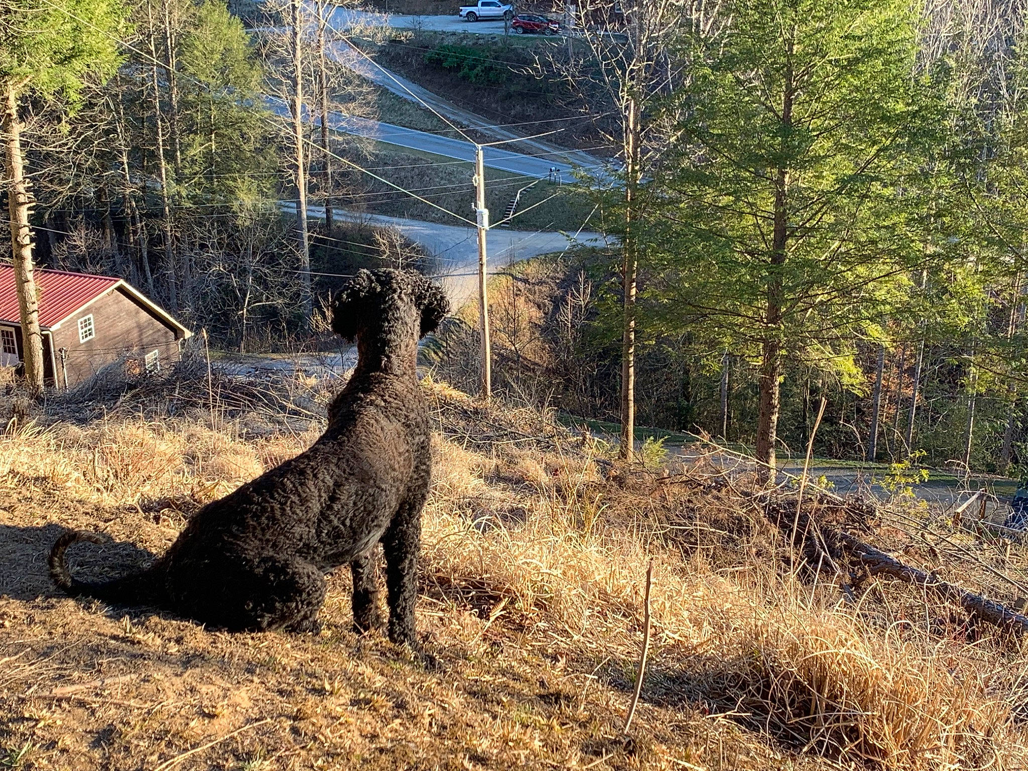Mia is registered to the contest to win money with this photo: dog, dog_breed, fawn, forest, grass, landscape, natural_landscape, plant, slope, soil, tail, temperate_broadleaf_and_mixed_forest, terrestrial_animal, tree, trunk, twig, wildlife, window, wood, woodland