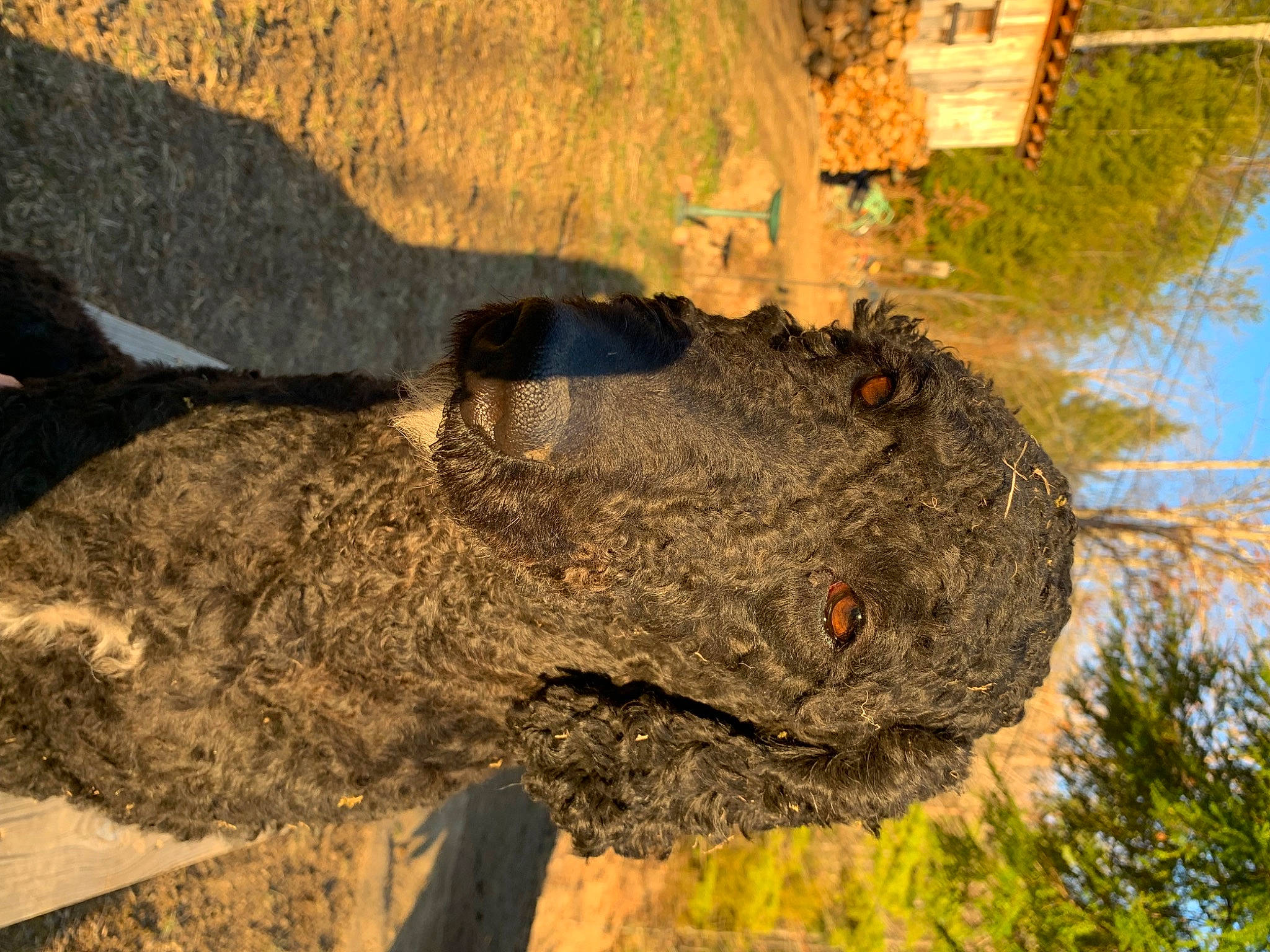 Mia joined the competition — help win amazing prizes! art, automotive_tire, automotive_wheel_system, bedrock, environmental_art, grass, landscape, military_camouflage, outcrop, plant, rock, sculpture, sky, snout, soil, terrestrial_animal, tree, trunk, wildlife, wood