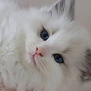Touffue participe au concours pour gagner de l'argent avec cette photo : cat, kitten, white_fur, blue_eyes, fluffy, close_up, pet, animal, cute, portrait, indoor, soft_light, young_cat, whiskers, ears, feline, adorable, relaxed, lying_down, small