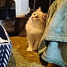 Touffue participe au concours pour gagner de l'argent avec cette photo : cat, fluffy, cream_colored, blue_eyes, carpet, cat_bed, pet_carrier, blanket, chair_leg, indoor, curious, pet, feline, soft_texture, cozy, domestic, animal, cute, fur, whiskers