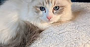 Touffue a rejoint le concours — aidez-le/la à gagner de superbes lots ! cat, fluffy, blue_eyes, resting, blanket, soft_texture, white_fur, gray_fur, close_up, pet, animal, indoor, calm, relaxed, portrait, feline, cozy, cute, whiskers, sleepy