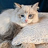 cat, fluffy, blue_eyes, resting, blanket, soft_texture, white_fur, gray_fur, close_up, pet, animal, indoor, calm, relaxed, portrait, feline, cozy, cute, whiskers, sleepy