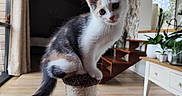 Abby a rejoint le concours — aidez-le/la à gagner de superbes lots ! kitten, cat, scratching_post, curious, indoor, wooden_floor, plants, stairs, window, natural_light, furniture, domestic, pet, whiskers, playful, young_animal, tail, ears, home, cute