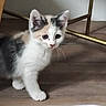 Abby a rejoint le concours — aidez-le/la à gagner de superbes lots ! kitten, cat, calico, curious, indoor, floor, wooden_furniture, legs, whiskers, small, young, pet, animal, cute, exploring, feline, domestic, fur, ears, walking