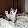 Abby participe au concours pour gagner de l'argent avec cette photo : kitten, cat, paw, calico, furry, cute, indoor, blanket, soft, pet, animal, playful, young, cozy, comfort, fur, whiskers, ears, cute_animal, house