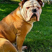 Boomer joined the competition — help win amazing prizes! bulldog, dog, pet, animal, grass, outdoor, sunlight, backyard, sitting, brown, white, fur, face, ears, nose, nature, daylight, mammal, companion, portrait