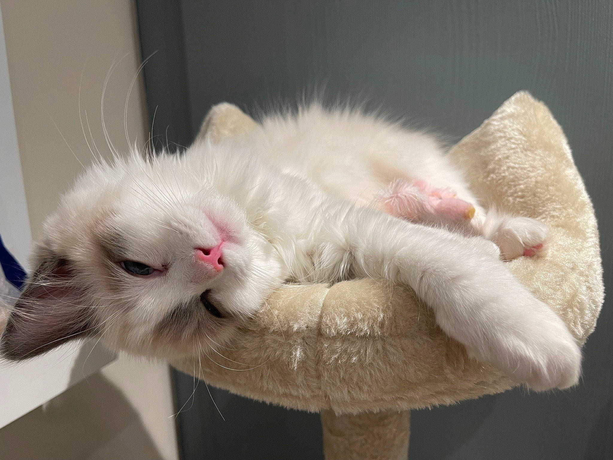 Luna is registered to the contest to win money with this photo: carnivore, cat, claw, domestic_short_haired_cat, fawn, felidae, foam, fur, paw, small_to_medium_sized_cats, tail, whiskers