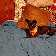 Chicken Nugget joined the competition — help win amazing prizes! dog, black_dog, bandana, bed, blue_bedspread, pillows, patterned_pillows, wooden_wall, medicine_bottles, side_table, indoor, pet, small_dog, resting, animal, fur, ears, tail, cute, cozy