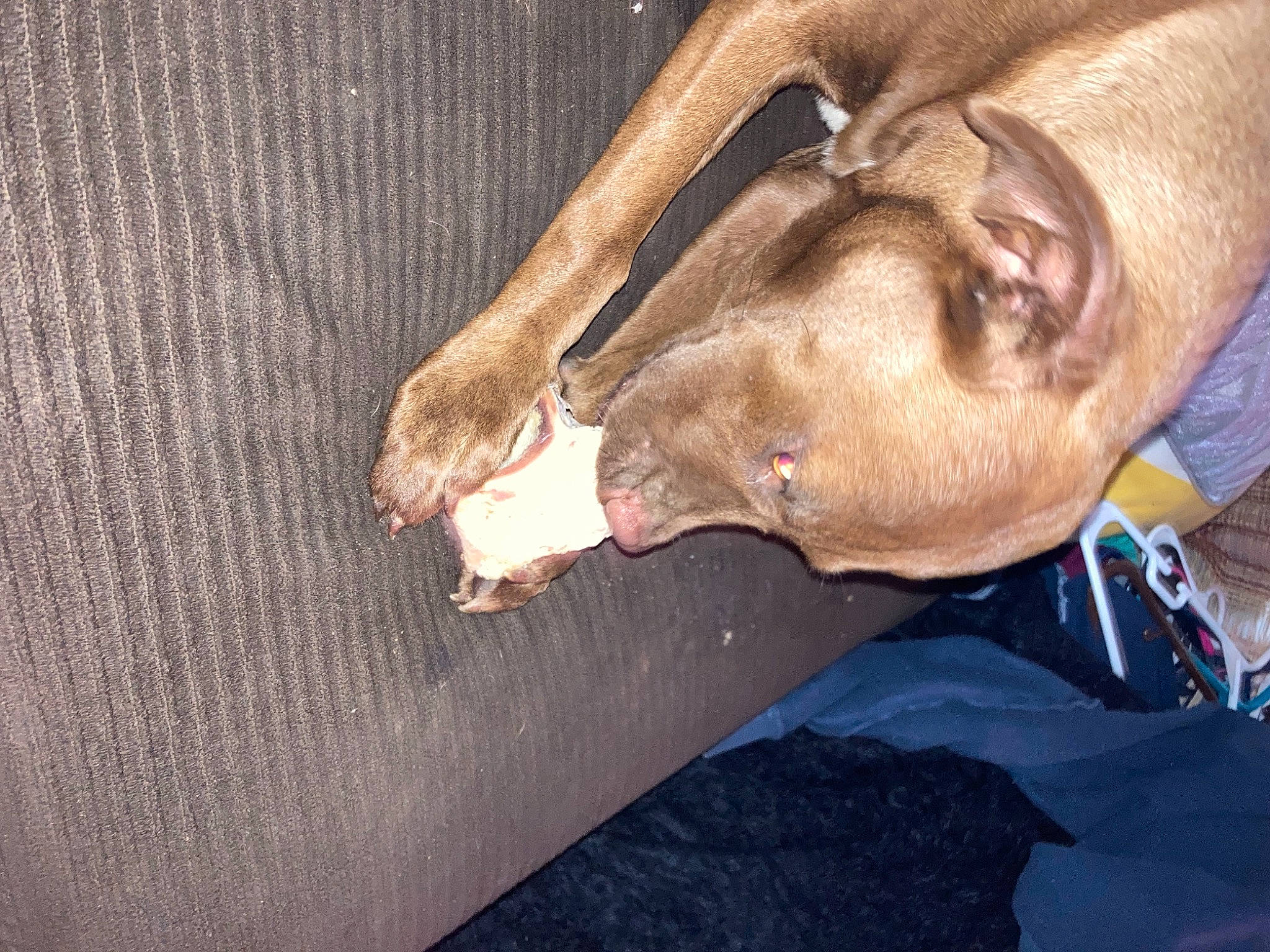 Charlie joined the competition — help win amazing prizes! canidae, carnivore, comfort, companion_dog, dog, dog_breed, ear, elbow, fawn, gesture, jaw, liver, smile, snout, sporting_group, whiskers, wood, working_animal, wrinkle, wrist