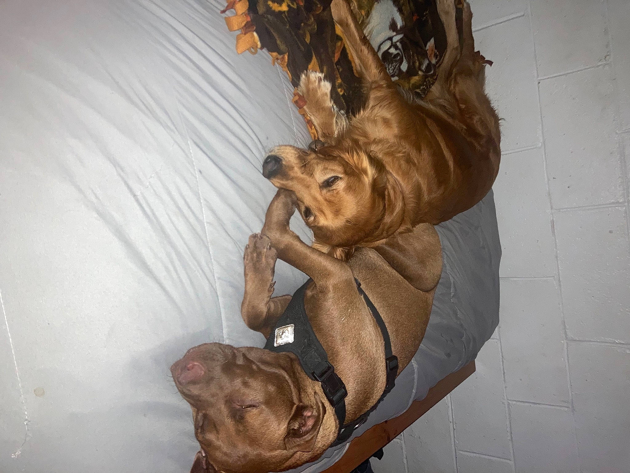 Charlie is registered to the contest to win money with this photo: art, artifact, canidae, carnivore, carving, dog_breed, dress, fawn, felidae, fur, jaw, relief, religious_item, sculpture, snout, sporting_group, tail, trunk, visual_arts, wood