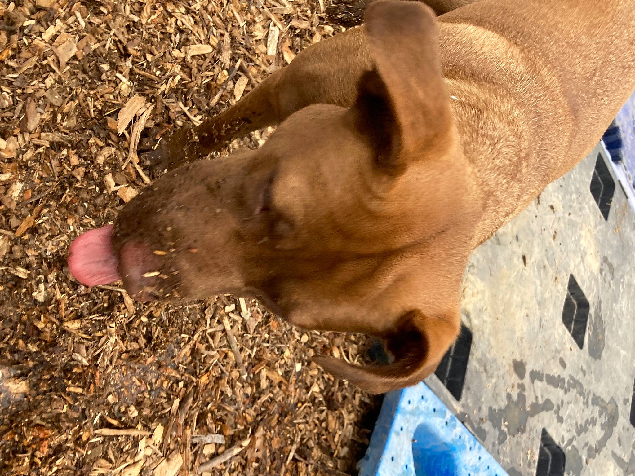 Charlie joined the competition — help win amazing prizes! carnivore, dog, dog_breed, domestic_pig, fawn, fur, grass, liver, livestock, snout, soil, sporting_group, suidae, tail, terrestrial_animal, whiskers, wildlife, wood, working_animal, wrinkle