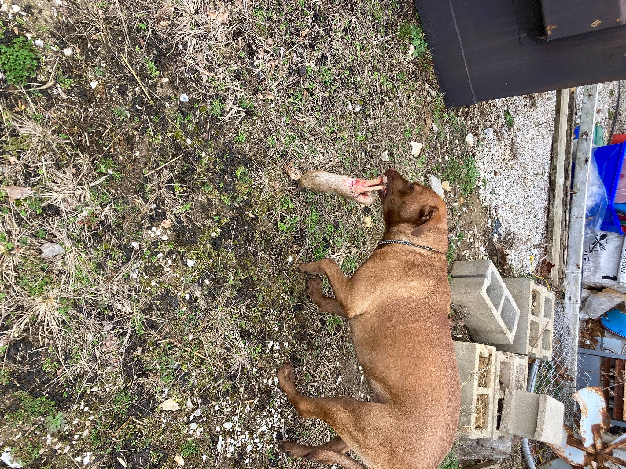 Charlie joined the competition — help win amazing prizes! barechested, canidae, carnivore, dog, dog_breed, fawn, felidae, grass, groundcover, mammal, plant, snout, soil, sporting_group, tail, terrestrial_animal, trunk, wildlife, wood, working_animal