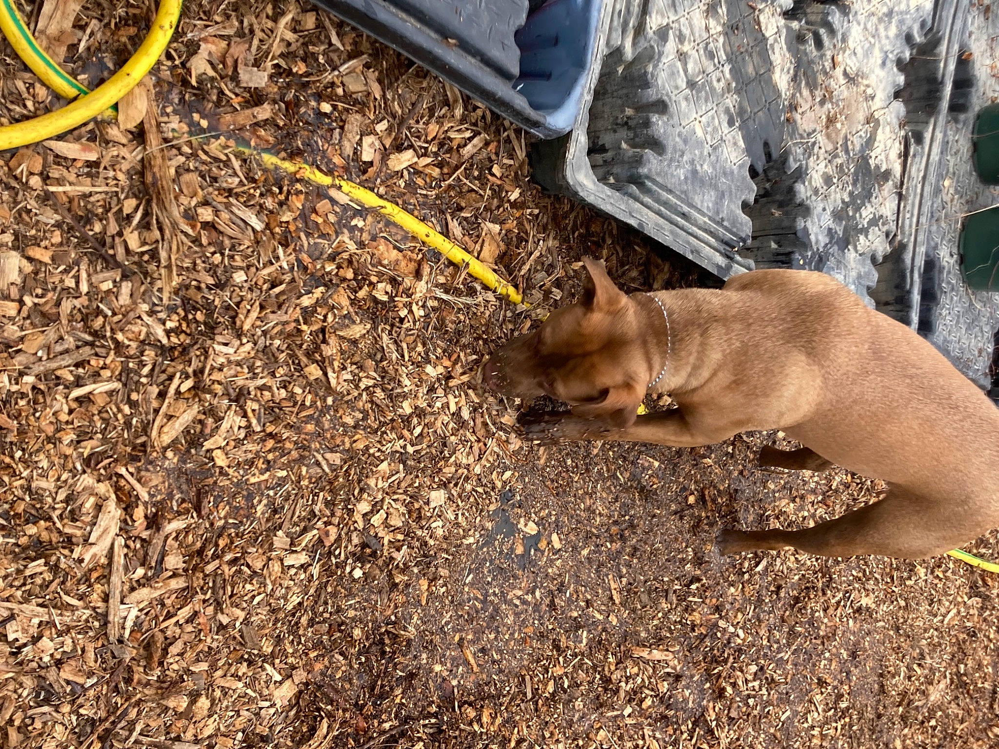 Charlie is registered to the contest to win money with this photo: automotive_tire, barechested, bicycle_tire, canidae, carnivore, dog, dog_breed, fawn, felidae, grass, hose, human_leg, plant, soil, sporting_group, tail, terrestrial_animal, trunk, wildlife, wood