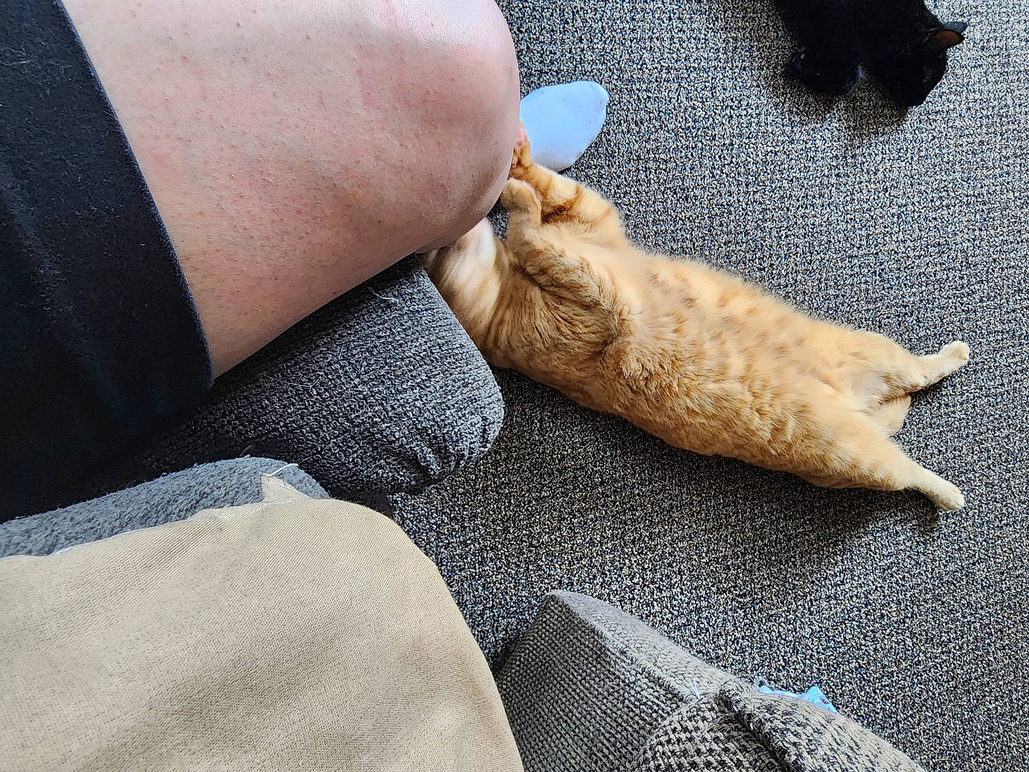 Griffin is registered to the contest to win money with this photo: barefoot, claw, comfort, domestic_short_haired_cat, fawn, felidae, flooring, foot, fur, gesture, human_leg, knee, linens, nail, paw, small_to_medium_sized_cats, tail, toe, wood, wrist