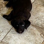 Simba joined the competition — help win amazing prizes! puppy, dog, black_dog, tile_floor, indoor, pet, animal, lying_down, cute, young, floor, looking_up, ears, fur, domestic_animal, companion, adorable, pet_portrait, canine, resting