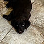 puppy, dog, black_dog, tile_floor, indoor, pet, animal, lying_down, cute, young, floor, looking_up, ears, fur, domestic_animal, companion, adorable, pet_portrait, canine, resting