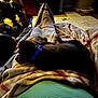 Simba is registered to the contest to win money with this photo: dog, blanket, indoor, furniture, table, hat, collar, sleeping, cozy, living_room, carpet, soft_lighting, brown_dog, relaxing, person_lap, striped_clothing, home, quiet, resting, comfort