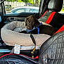 black_dog, blue_harness, brown_dog, car_door, car_interior, daylight, dog, fence, indoors, leather_seat, parked_car, pet_bed, puppy, relaxing, resting, seatbelt, sunlight, trees, vehicle, window