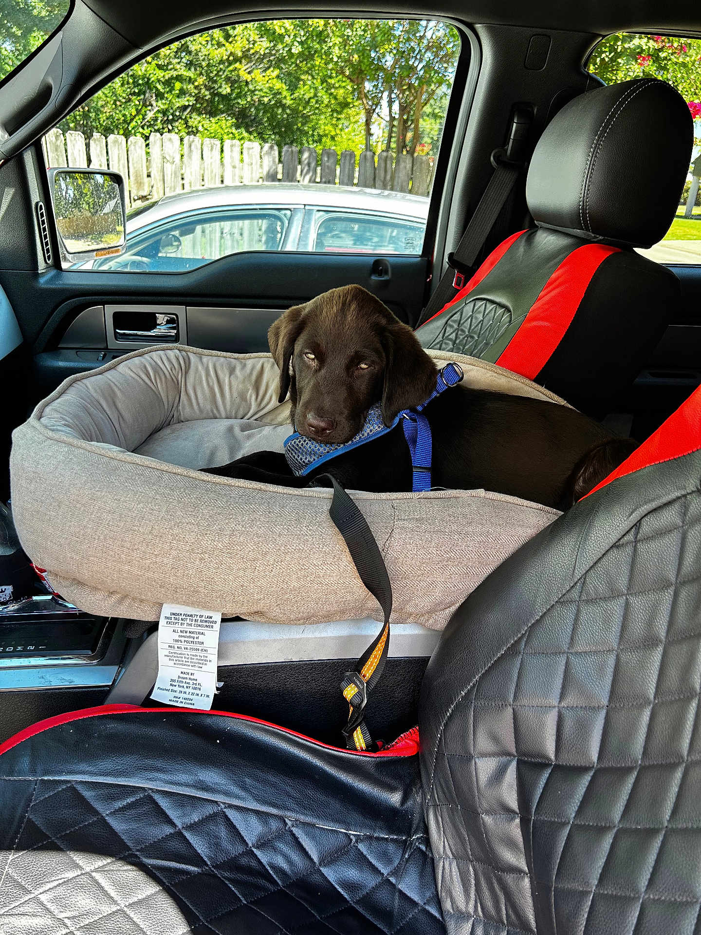 Simba is registered to the contest to win money with this photo: dog, puppy, car_interior, pet_bed, leather_seat, black_dog, brown_dog, seatbelt, window, car_door, sunlight, fence, trees, parked_car, blue_harness, resting, indoors, daylight, vehicle, relaxing