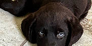 Simba joined the competition — help win amazing prizes! puppy, dog, black_dog, tile_floor, lying_down, pet, animal, young_dog, cute, indoors, resting, floor, ears, canine, looking_up, fur, domestic_animal, mammal, face, adorable