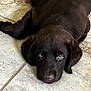 puppy, dog, black_dog, tile_floor, lying_down, pet, animal, young_dog, cute, indoors, resting, floor, ears, canine, looking_up, fur, domestic_animal, mammal, face, adorable
