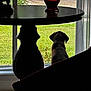 Simba joined the competition — help win amazing prizes! dog, window, table, vase, car, grass, bushes, indoor, silhouette, furniture, daylight, curtains, reflection, quiet, contemplative, pet, back_view, home, still_life, shadow