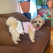 Chispita joined the competition — help win amazing prizes! brown_couch, couch, cozy, curtains, cute, decor, dog, dog_clothing, furniture, hair_accessory, indoor, living_room, pet, pink_outfit, plants, potted_plants, small_dog, soft_toy, tongue_out, wooden_floor