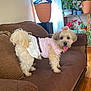 brown_couch, couch, cozy, curtains, cute, decor, dog, dog_clothing, furniture, hair_accessory, indoor, living_room, pet, pink_outfit, plants, potted_plants, small_dog, soft_toy, tongue_out, wooden_floor