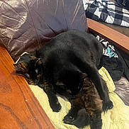 Pi Ross joined the competition — help win amazing prizes! animal, black_cat, blanket, cat, chair, companion, cozy, cute, domestic, feline, fur, indoor, leather, pet, relaxing, resting, sleeping, snuggling, tortoiseshell_cat, wooden_armrest