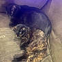 Pi Ross joined the competition — help win amazing prizes! animal, black_cat, cat, companion, couch, cozy, cute, feline, fur, home, indoor, mammal, pet, relaxing, resting, sleeping, snuggling, soft_light, tortoiseshell_cat, two_cats