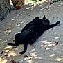 Pi Ross is registered to the contest to win money with this photo: animal, black_cat, broom, calm, cat, daylight, fall_leaves, feline, leaf, nature, outdoor, paper_bag, pet, quiet, relaxing, resting, shadow, sprawled, stone_patio, sunlight