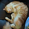 Gizmo is registered to the contest to win money with this photo: belly_up, cat, close_up, cozy, curled_paws, cute, fluffy, fur, furniture, indoor, leather_chair, lying_down, napping, orange_cat, pet, portrait, relaxed, sleeping, tail, white_cat