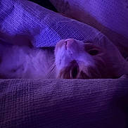 Gizmo joined the competition — help win amazing prizes! cat, close_up, cozy, cushion, ears, eyes, fabric, feline, fur, indoors, lying_down, nose, pet, portrait, purple_lighting, relaxed, sleepy, sofa, upside_down, whiskers