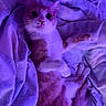 animal, bed, bedding, bedroom, blanket, cat, closeup, ears, feline, fluffy, indoor, long_hair, lying_down, orange_and_white, pet, portrait, purple_lighting, relaxed, staring, whiskers
